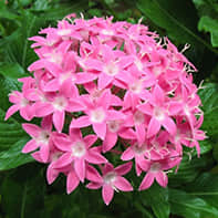 Star Flower