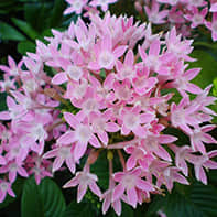 Star Flower