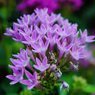Star Flower