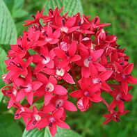 Star Flower