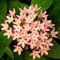 Star Flower