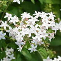 Star Flower