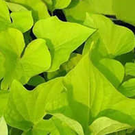 Golden Leaf potato