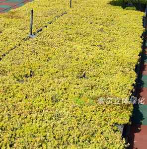 Plane roof greening
