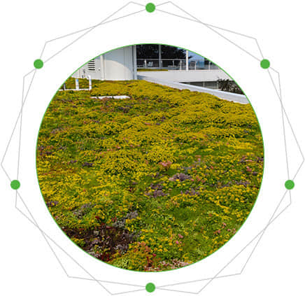 Characteristics of roof greening